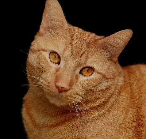 orange cat inkwell.jpg