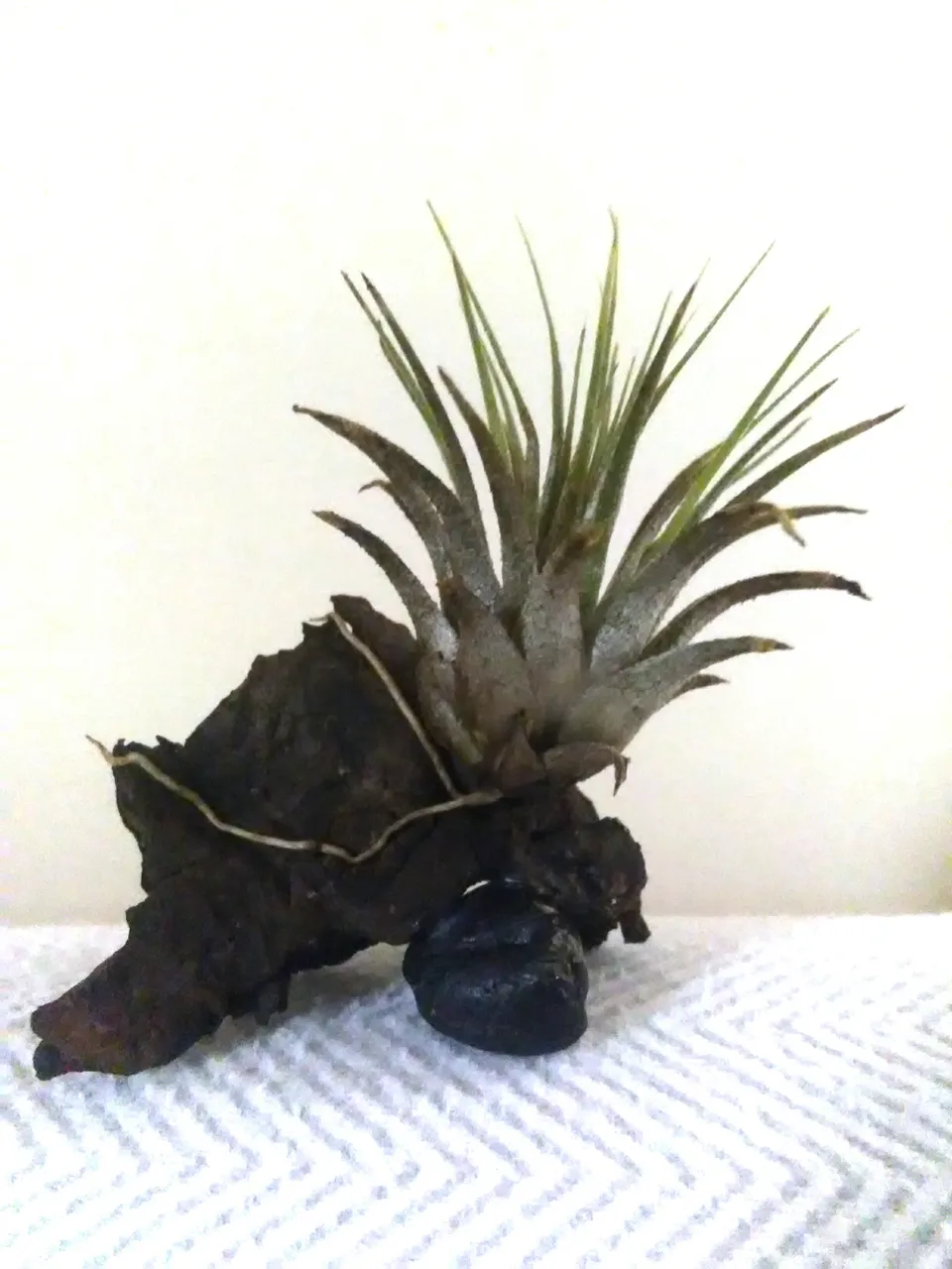 IMG_20201228_104406.jpg