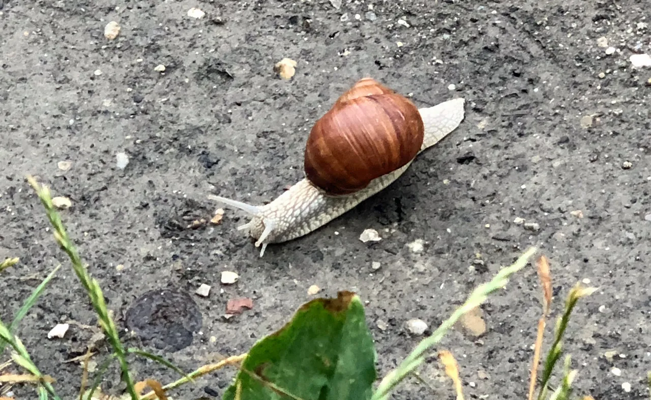 weinbergschn.jpg
