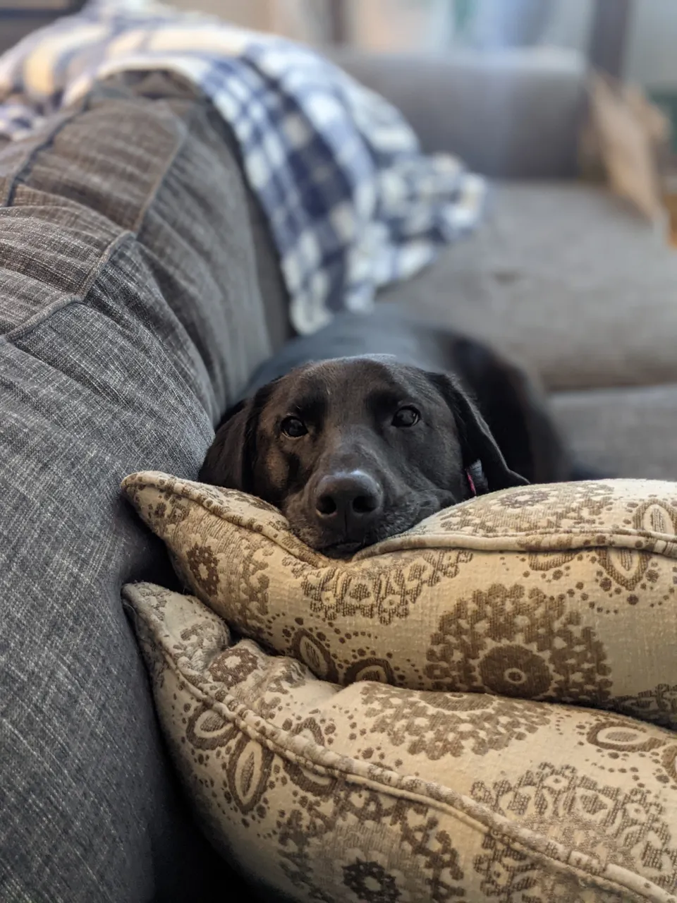 stellaTDogCouch.jpg