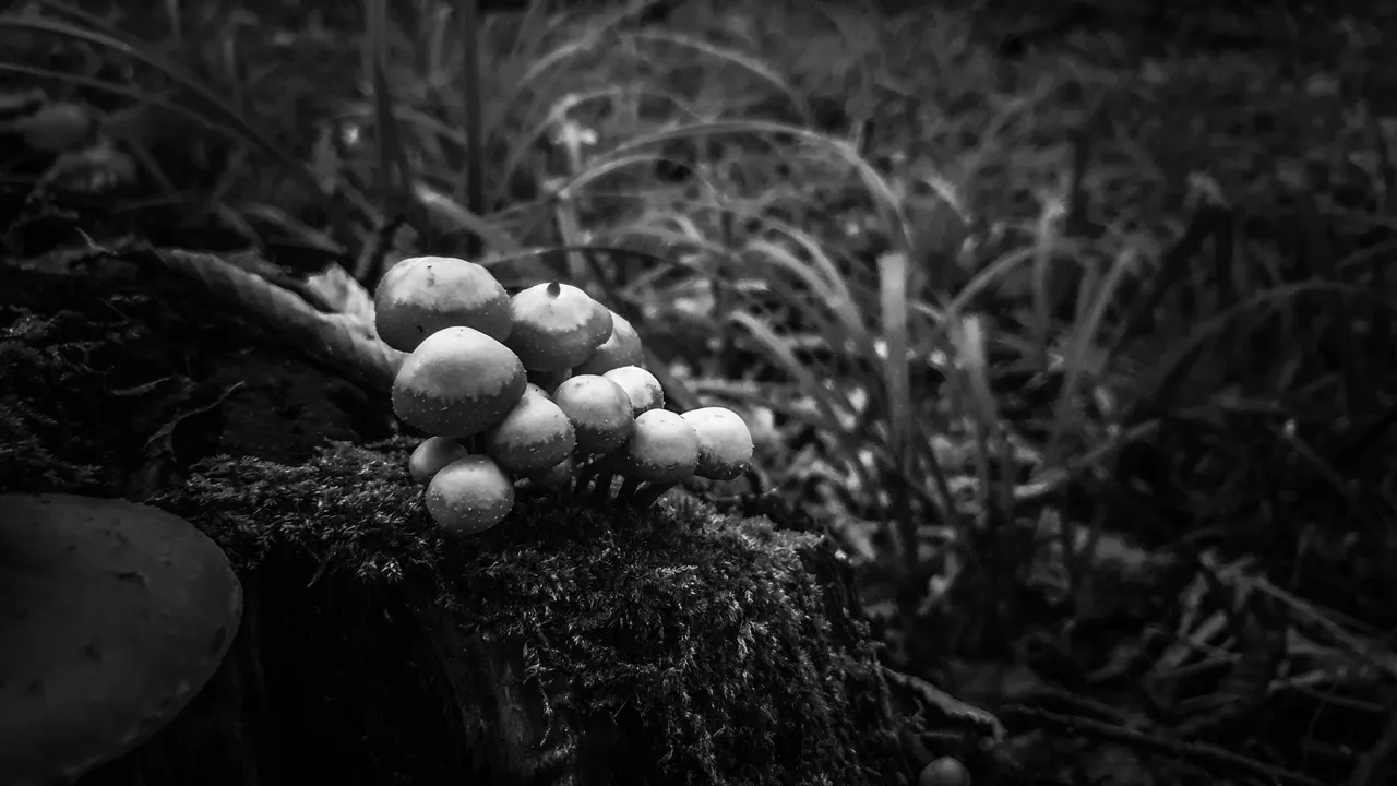 PSX_20201106_125617.jpg
