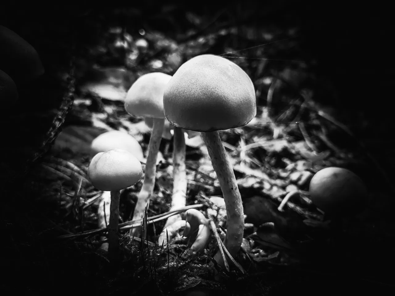 PSX_20201107_131538.jpg