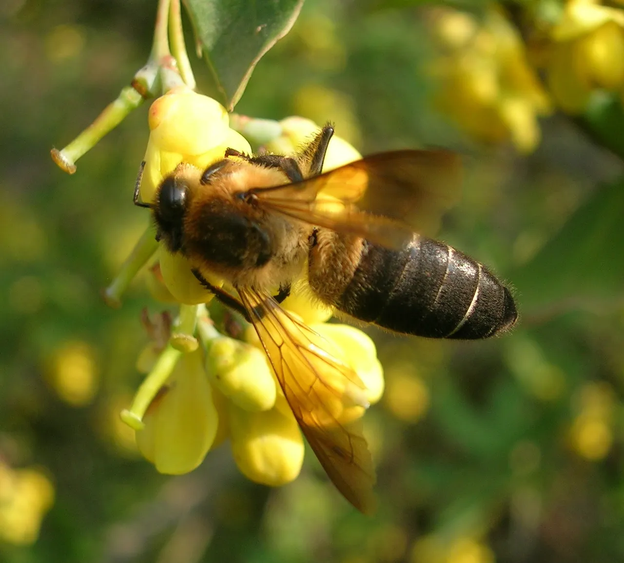ApisDorsata.jpg