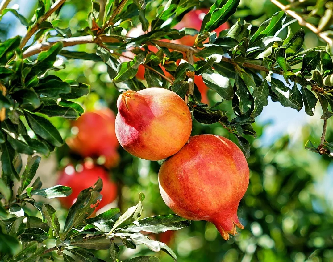 pomegranate.jpg