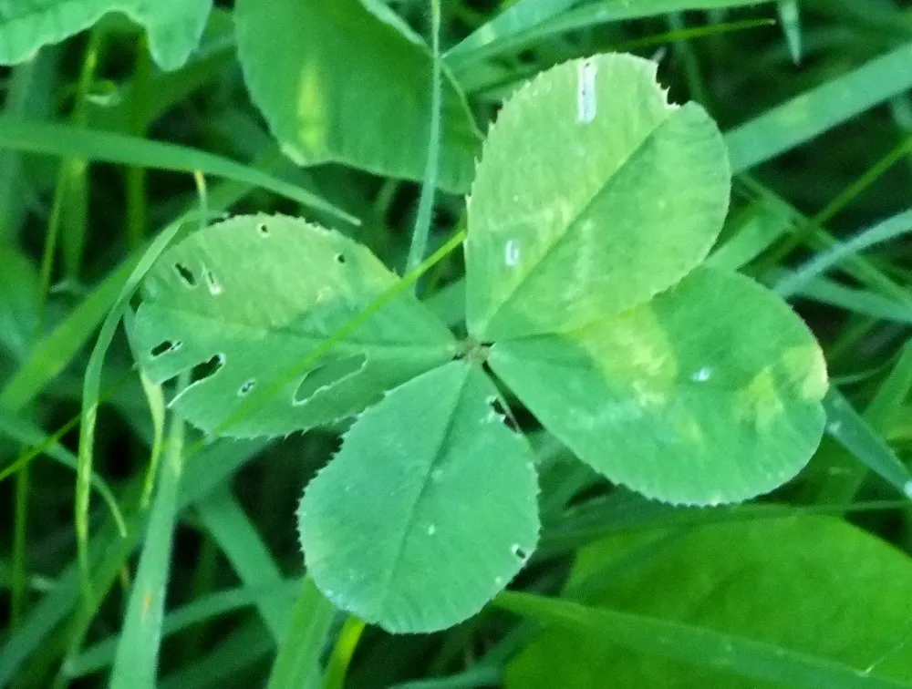 0313Clover01.jpg