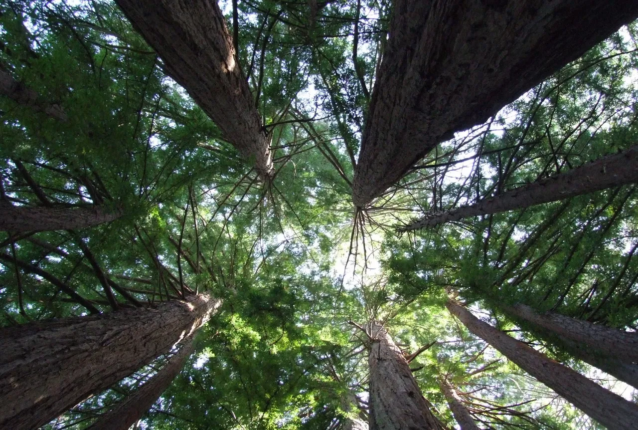 0816Redwoods.jpg