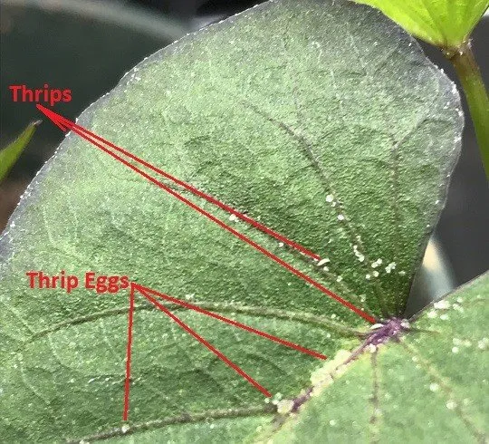 thrips.jfif