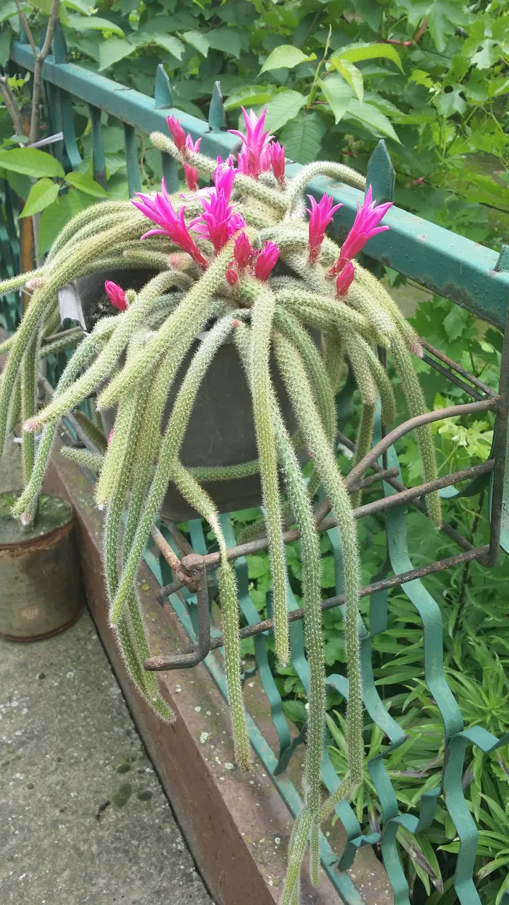 20190528_111221.jpg