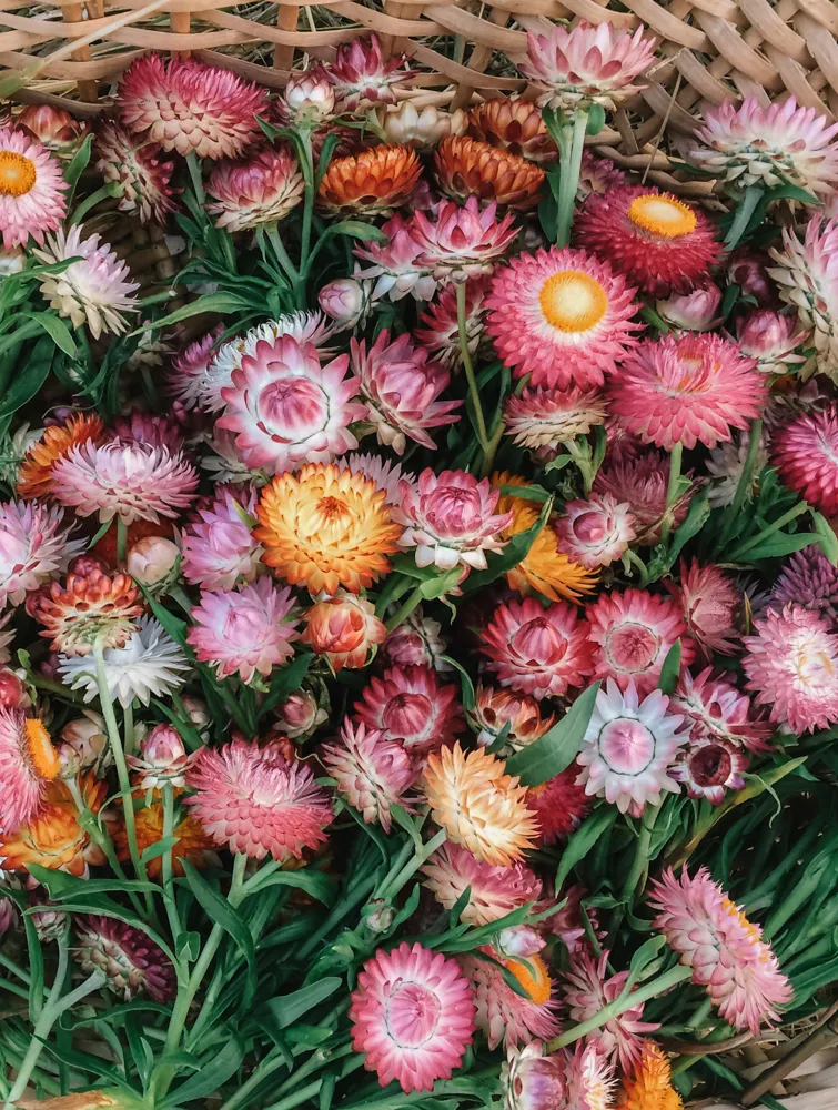 strawflowers3.jpg