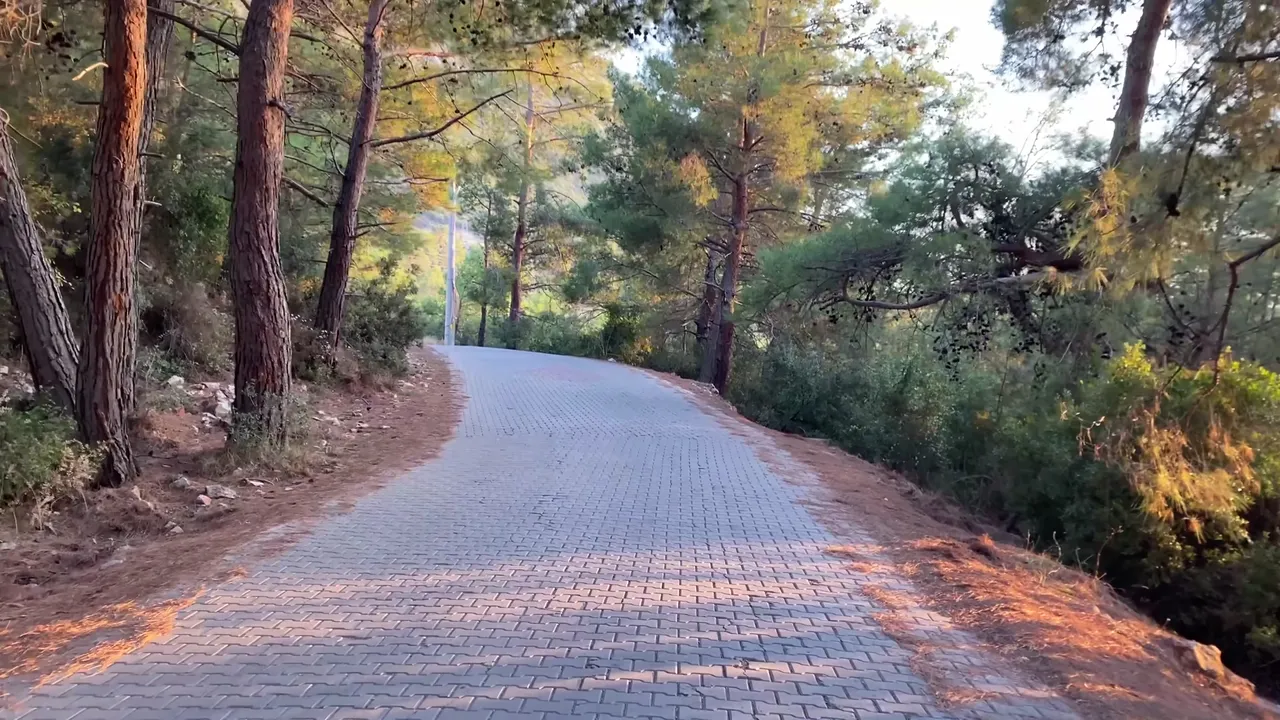 231.jpg