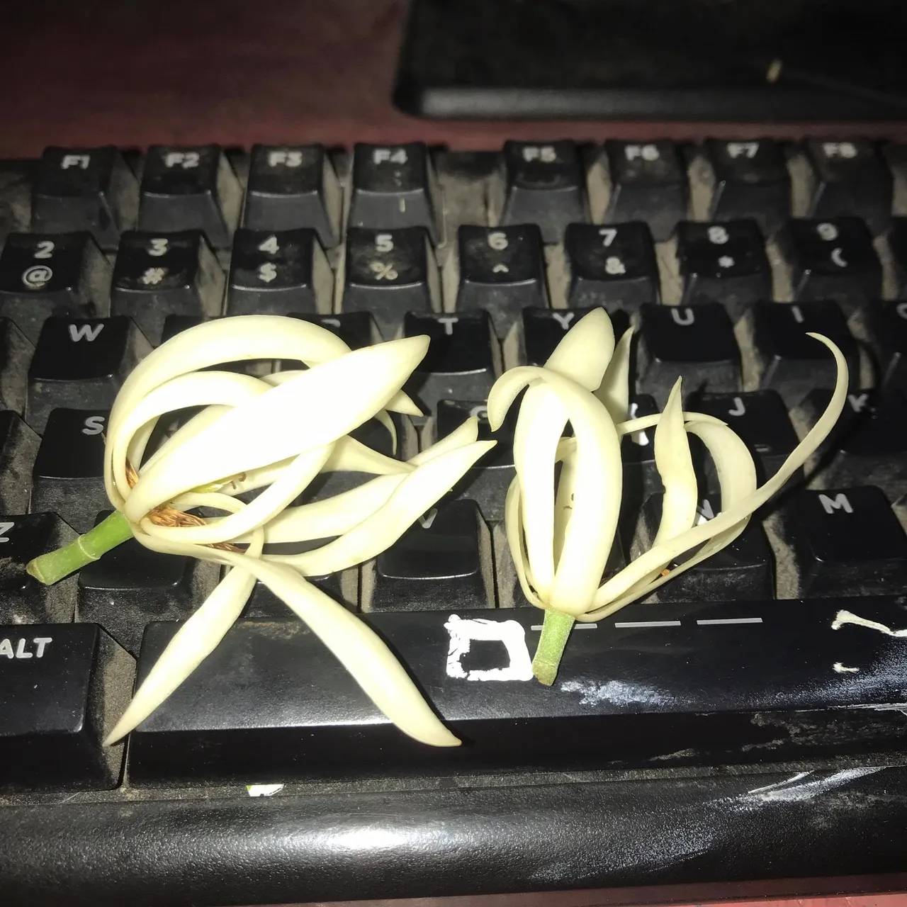 nl1.jpg