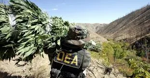 dea.jpg