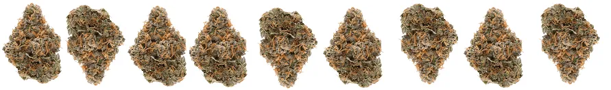 bud banner.png