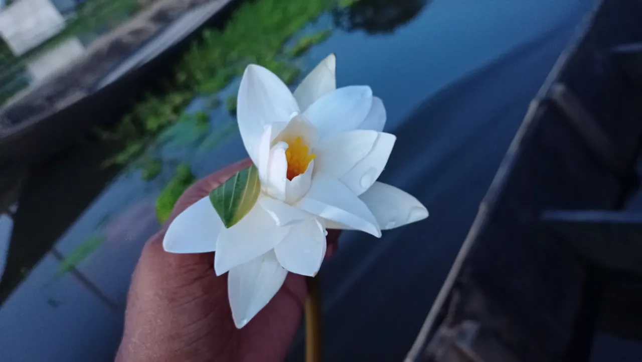 Water Lily