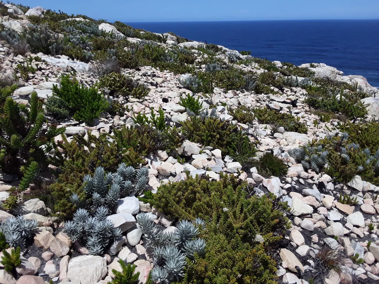 Humble ”fynbos” vegetation that hugs the landscape