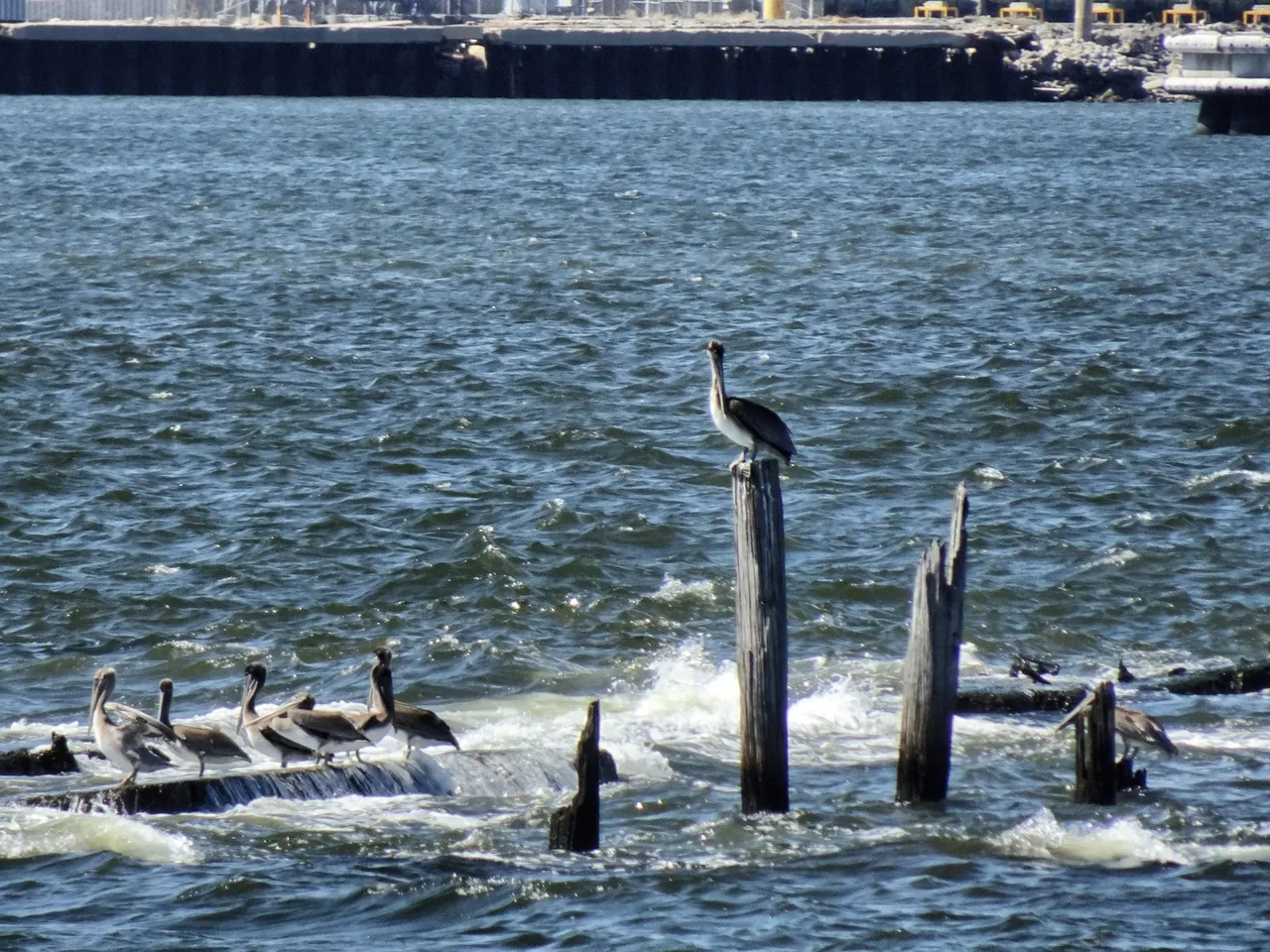 Pelicans are everywhere