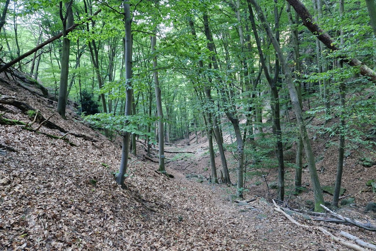 Then I went back to the Fesslhütte. For the way down to Dürnstein I chose the Talgraben. The way was also quite steep but not rocky as the Vogelbergsteig. More images and a map can be found on Weinbergwandern.at!GPS data can be downloaded here!