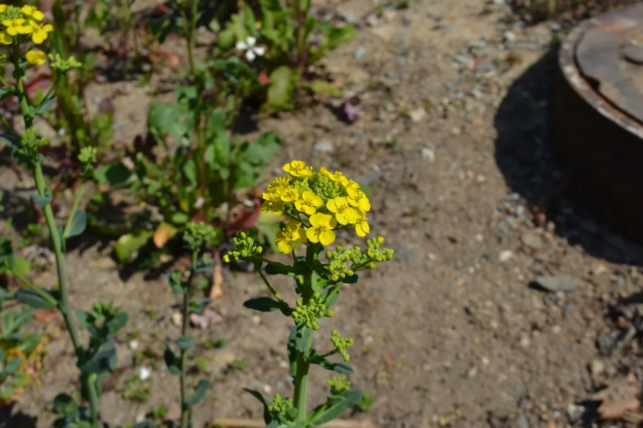 Photograph of arugula blossom