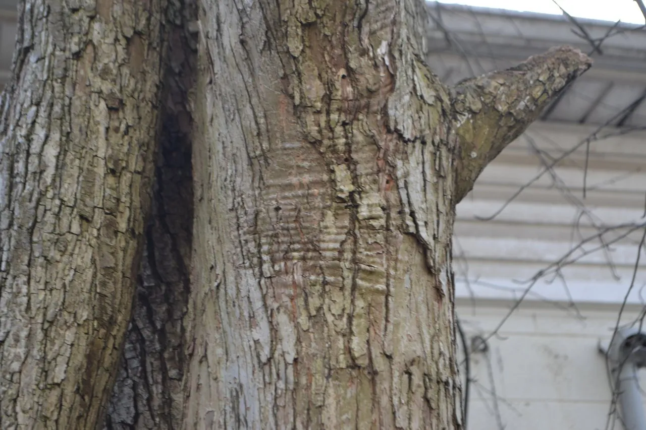 Apple tree bark rippling under the weight of a large bough.