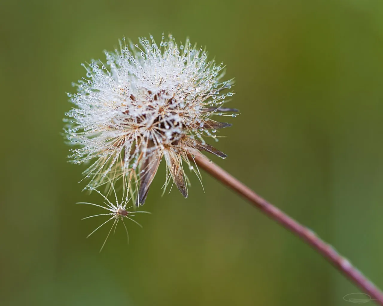 Morning Dew on Flower