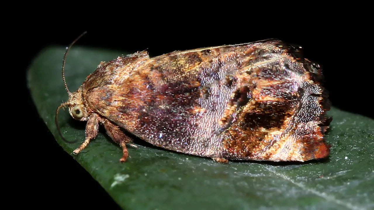 Insects Lepidoptera Hypertrophidae Peritropha oligodrachma MV BY Tas 2018-01-19.jpg