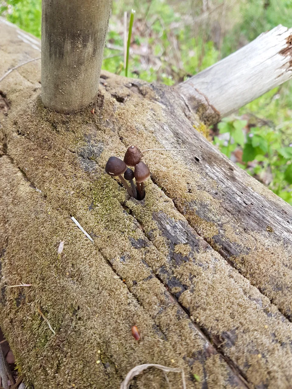 Log with Embellishment