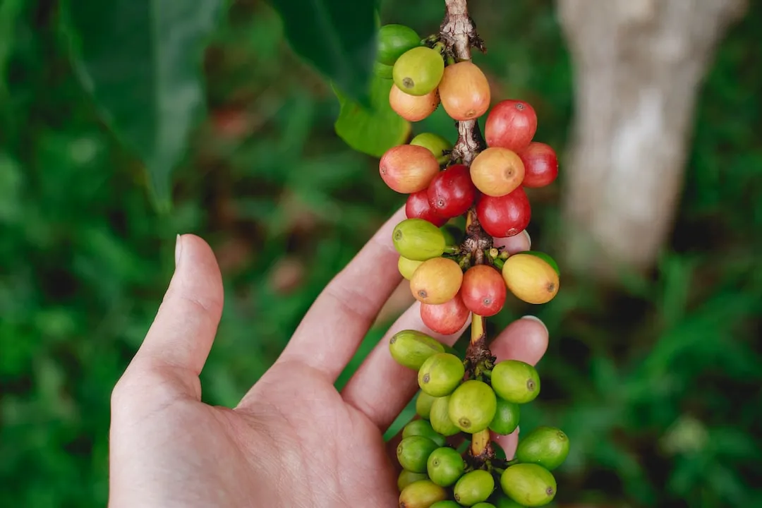 Coffee Beans Growing