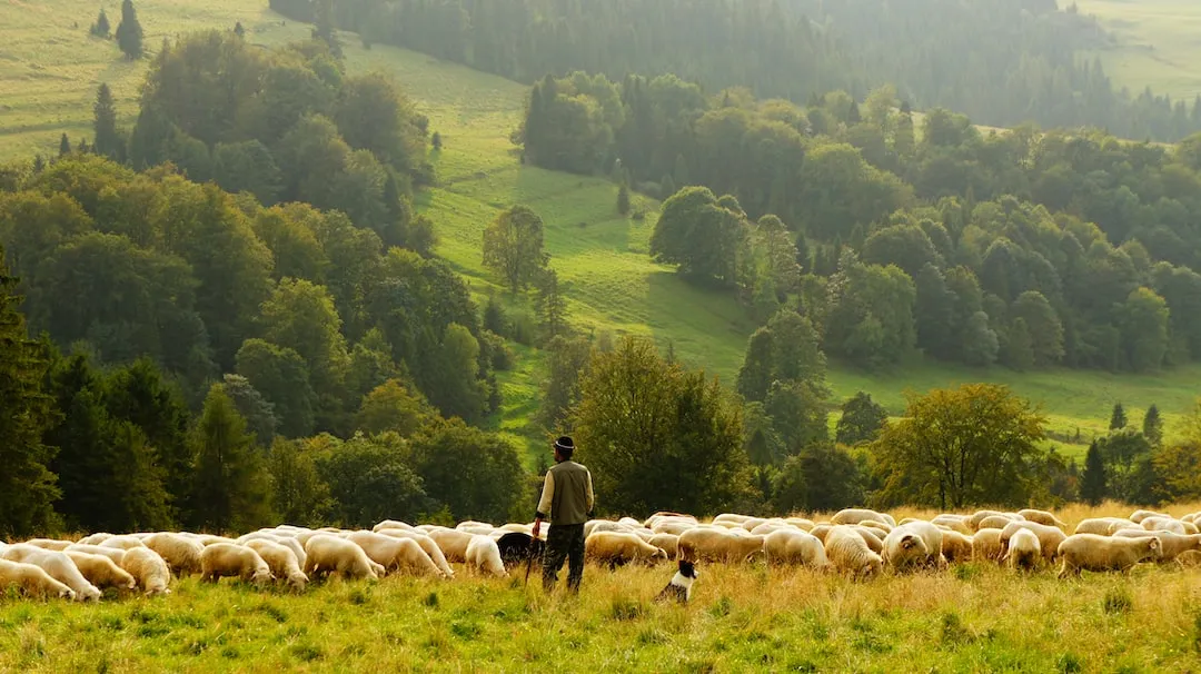 Lonely Shepherds