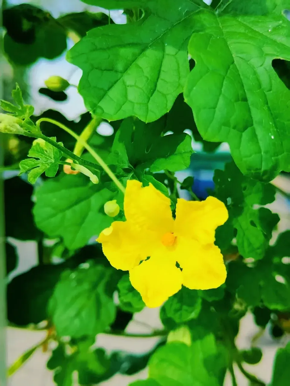 3oTZBGmNzVsUbnSV_MEITU_20250726_113609903.webp