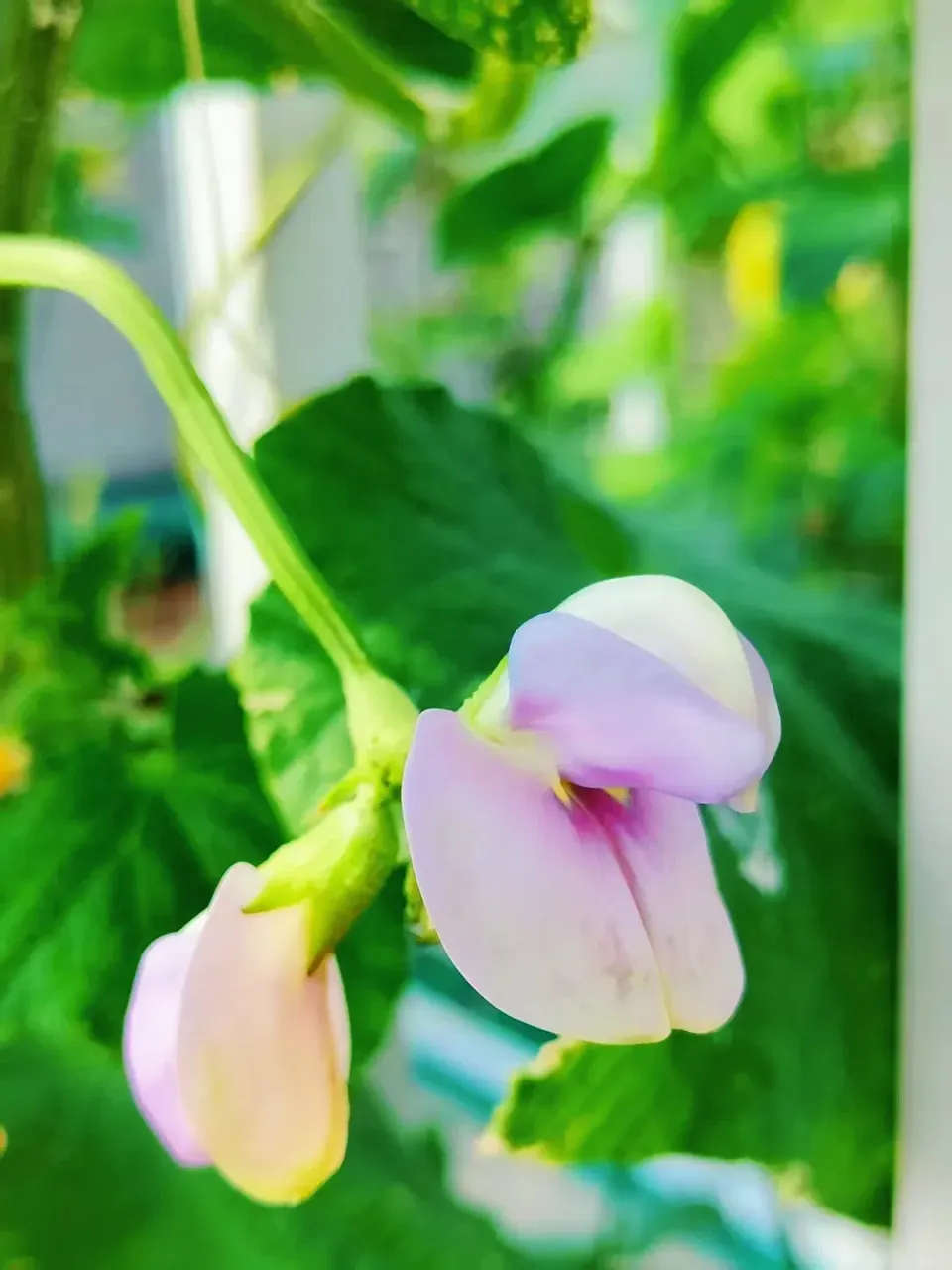 QxGFdwA6uFU4IkMt_MEITU_20250726_113529165.webp