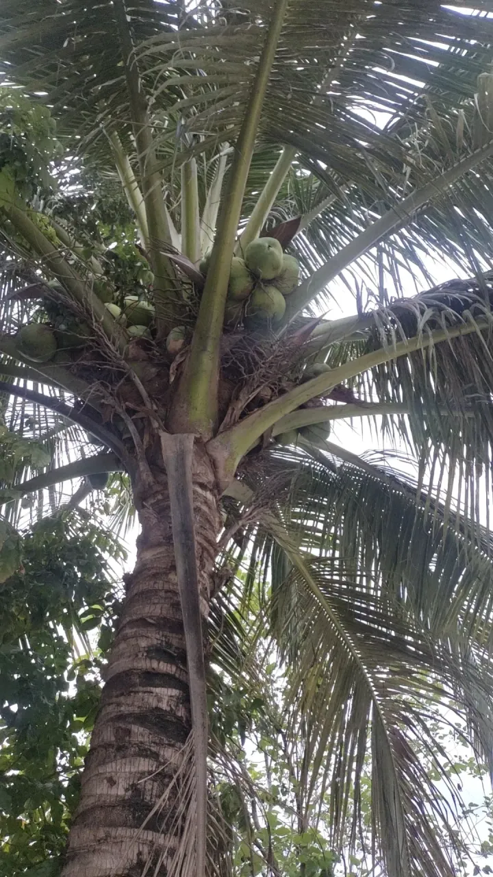 FoqJoYAJPzXezaC6_wx_camera_1749640075686.webp