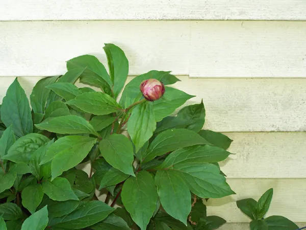 East Shed - peony bud crop June 2019.jpg