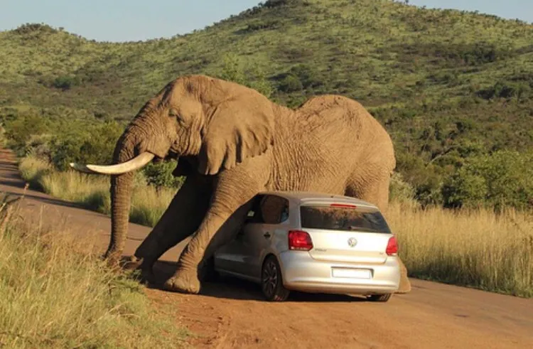 Elephant uses car as a scratching post.jpg