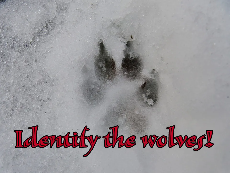Reprint-Track-Dog-Wolf-Foot-Winter-Snow-Claw-70099.jpg