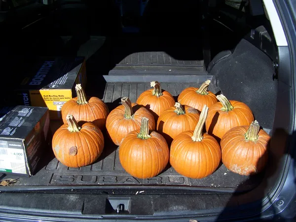 Pumpkins for chickens crop November 2019.jpg