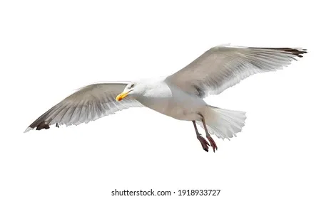 flying-seagull-isolated-on-white-260nw-1918933727.webp