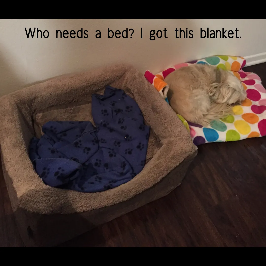 Who needs a bed_ I got this blanket..png