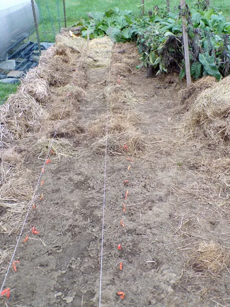 Big garden  northern garlic part mulched crop Oct. 2020.jpg