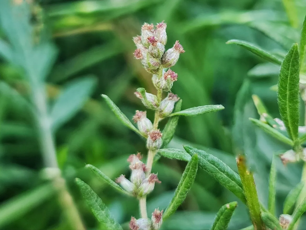 Mugwort flowers are nothing to write home about.