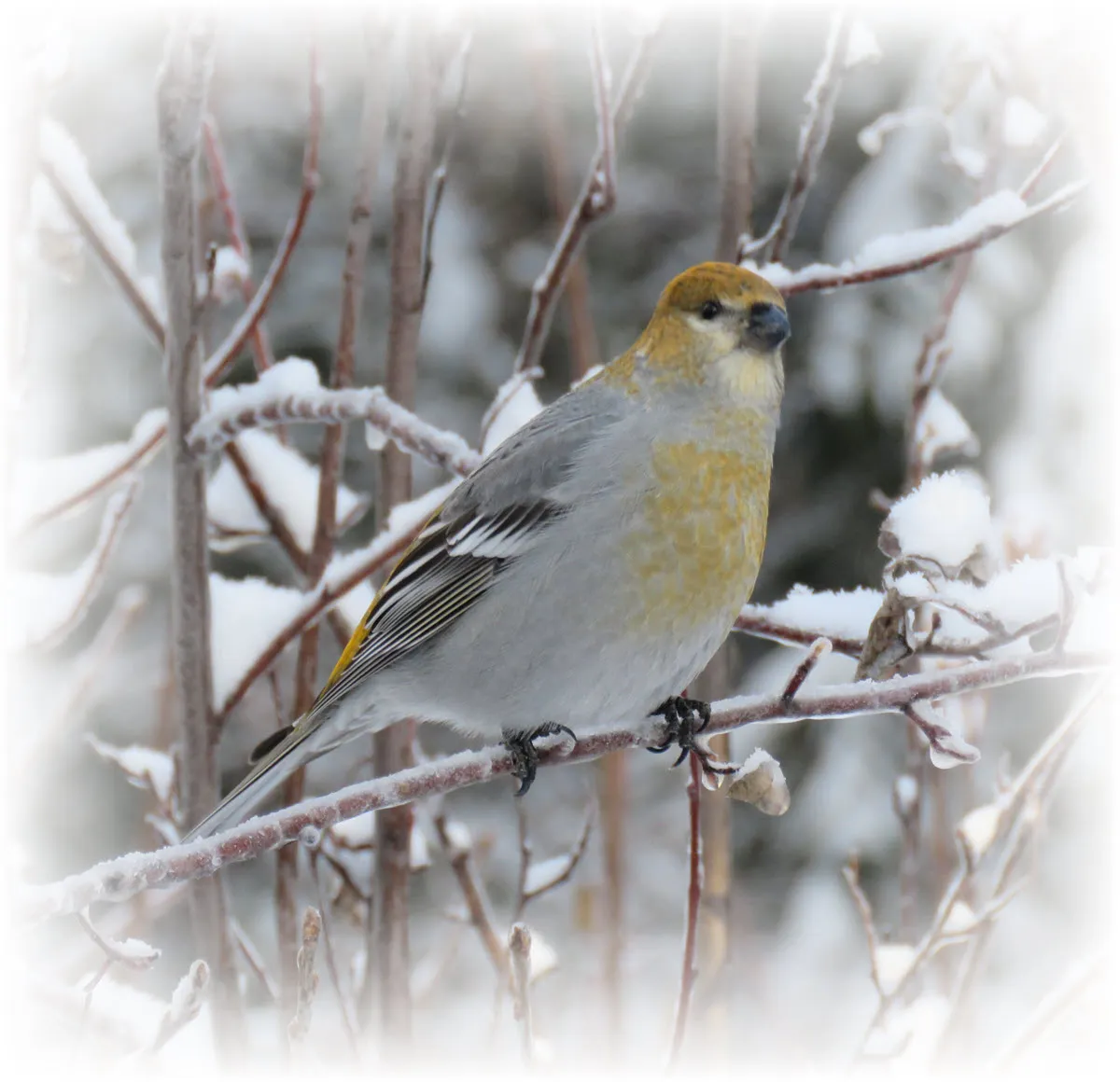 close up female evening grosbeaks on ice coated branch frosted.JPG