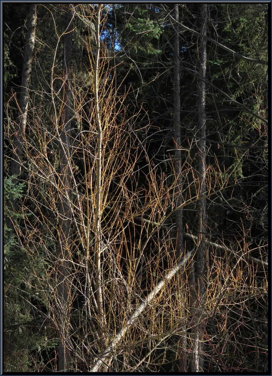 sunshine on golden willow with branches stretching for the sun.JPG