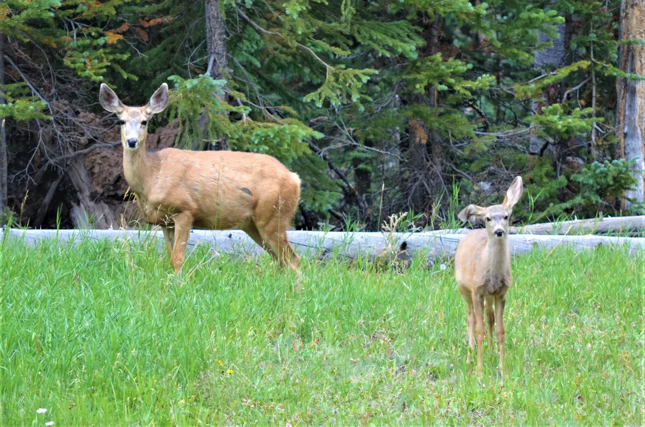 Beaver Creek 335 mother and child - Copy.jpg