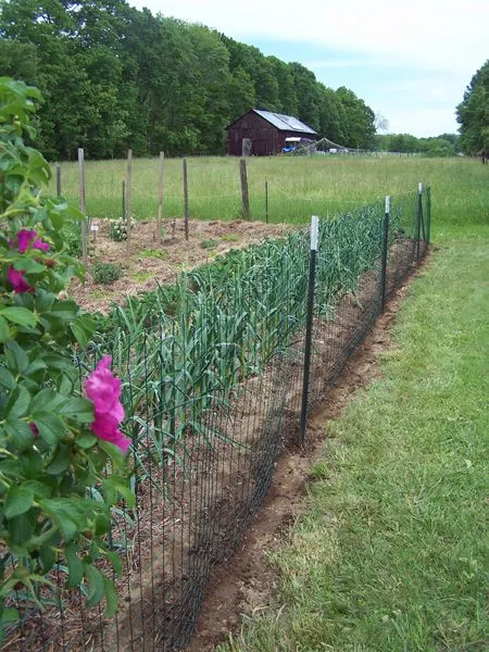 Big garden - rabbit proof crop June 2017.jpg