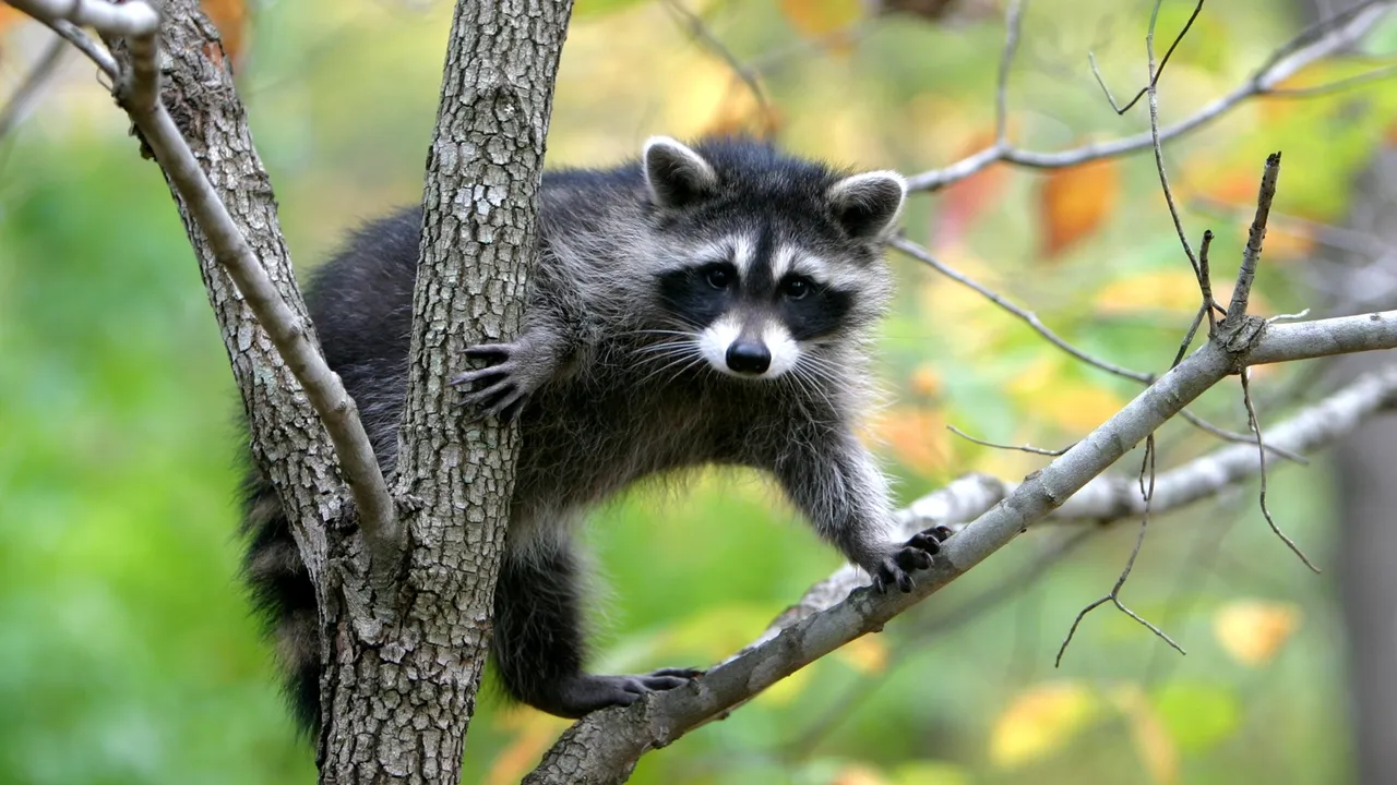 raccoon_branches_trees_climbing_animal_64742_1920x1080.jpg