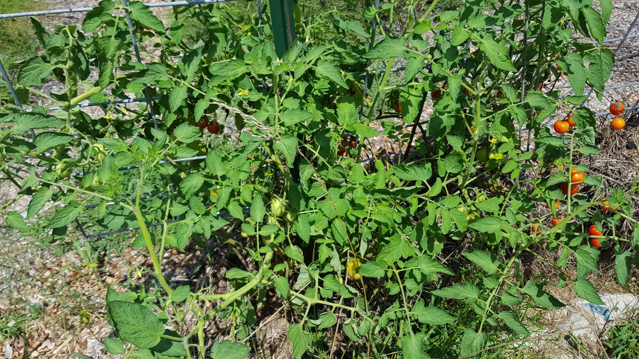 Serenity Valley Farms Refreshed Tomato plant.jpg