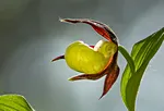 Gelber Frauenschuh (Cypripedium calceolus)_1956x.jpg