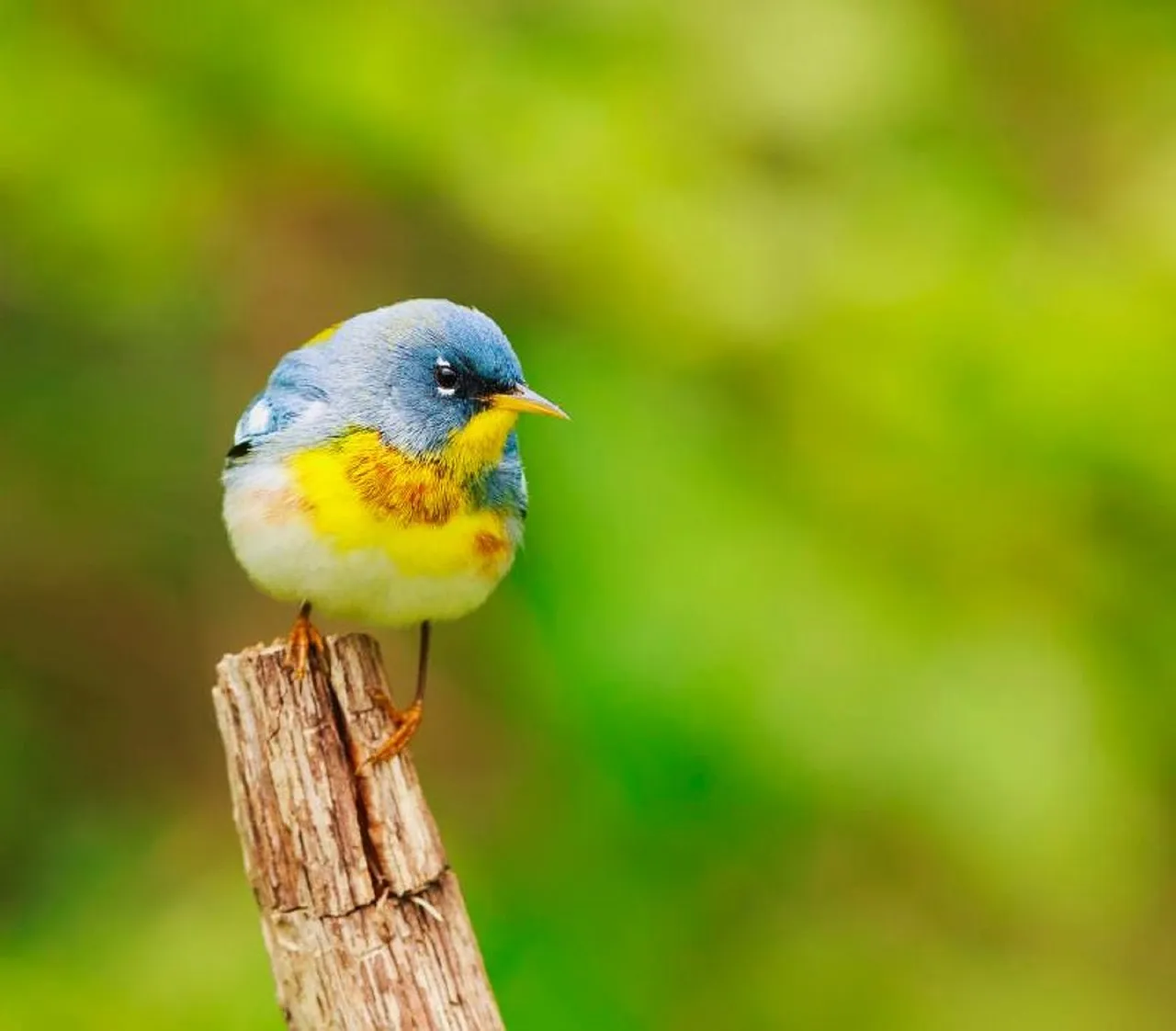 Bird-Northern-Parula-New-World-Warbler-Perched-1014241.jpg