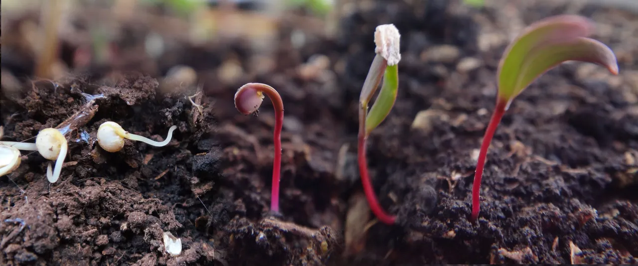 quinua-quinoa-germinacion-tienda-biogota-biusch-2500px.jpg