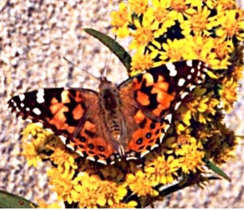 mariposa4.jpg