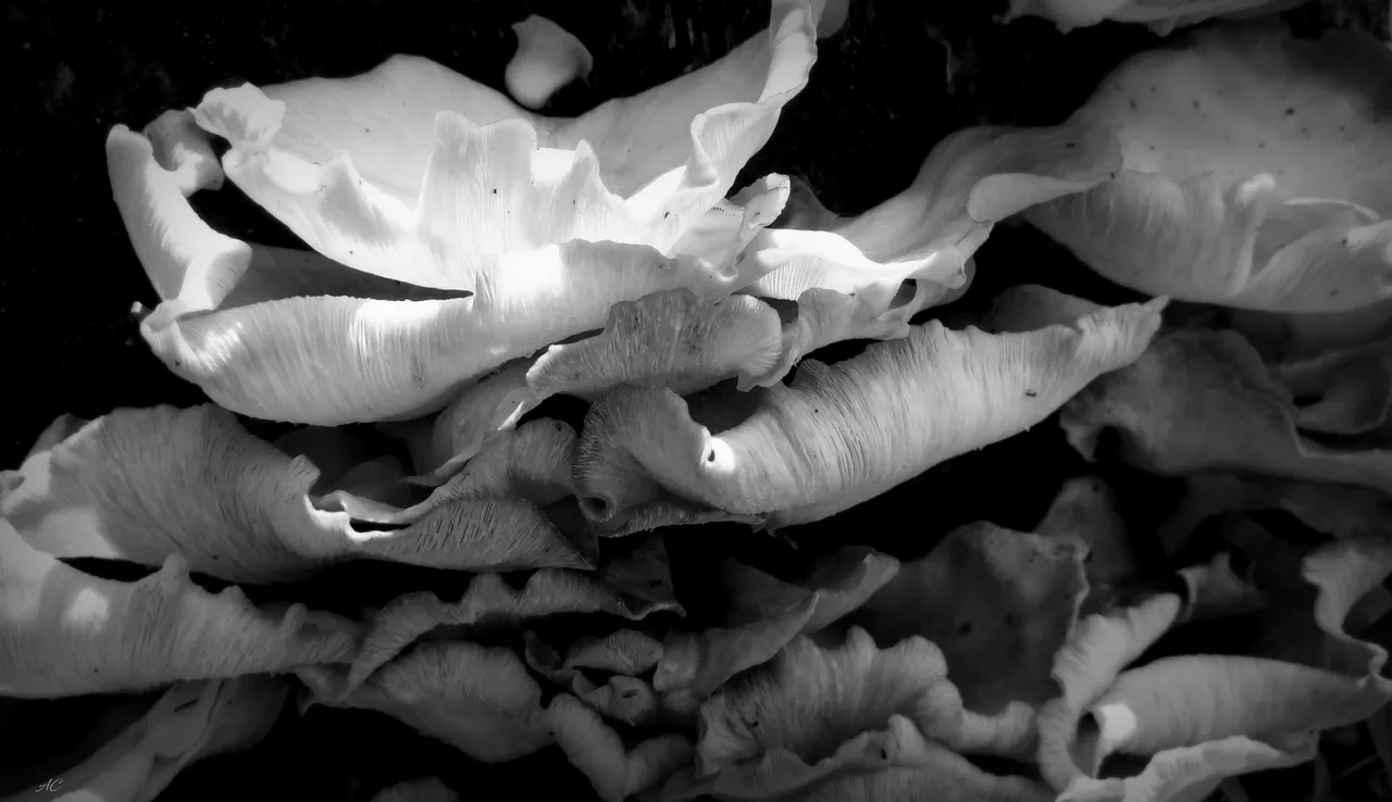 DSC_2844b.jpg